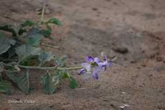 Crotalaria verrucosa